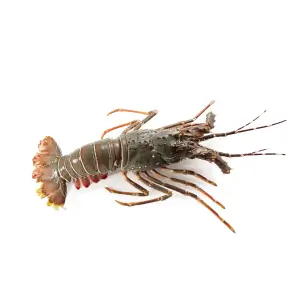 Bamboo Lobster Crustaceans