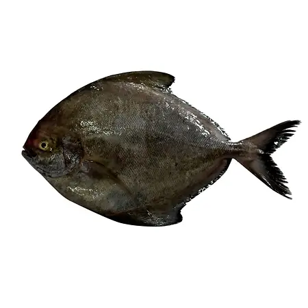Black Pomfret Sea Water Fish