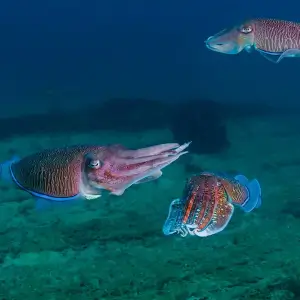 Cephalopods at Friends International