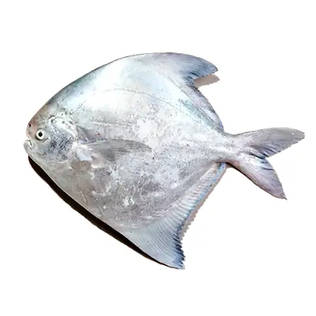 Chinese Pomfret Sea Water Fish