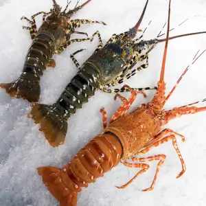 Crustaceans at Friends International