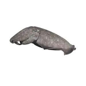 CuttleFish Cephalopods