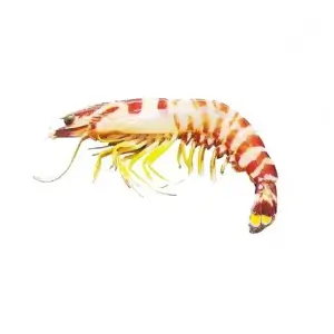 Flower Shrimp