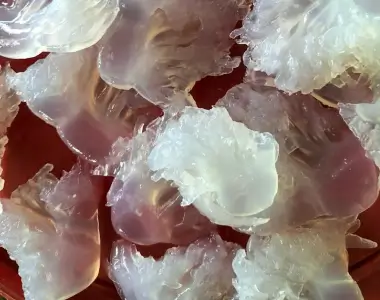 Flower jellyfish at Friends International
