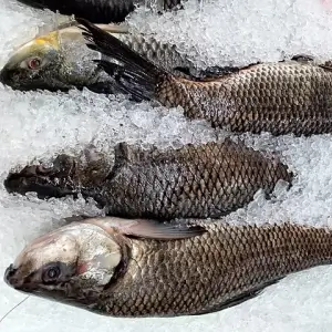 Fresh Water Fishes at Friends International