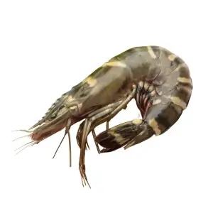 Giant Tiger Prawn