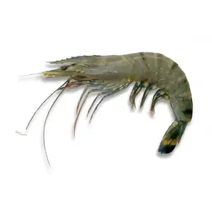 Green Tiger Prawn