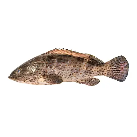 Grouper Sea Water Fish