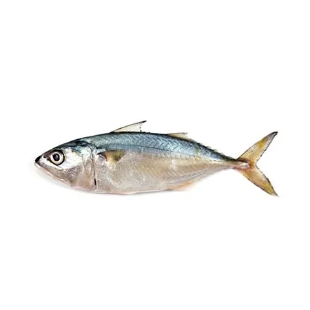 Indian Mackerel Sea Water Fish