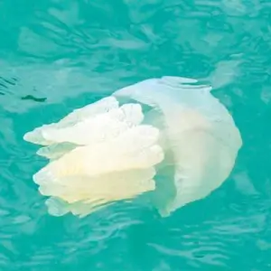 Jellyfish at Friends International