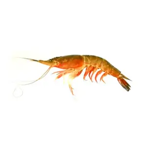 Kiddi Shrimp