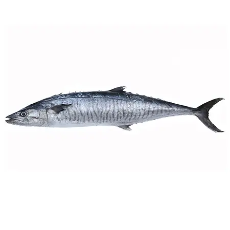 King Fish Sea Water Fish
