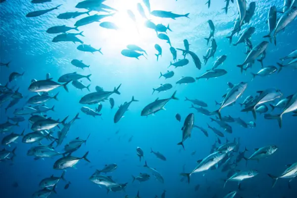 Live Fresh and Frozen Seafood from Arabian Sea