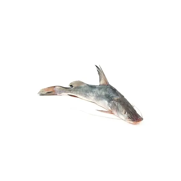 Long Whisker Catfish Fresh Water Fish