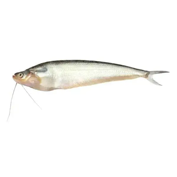 Pabda Fresh Water Fish