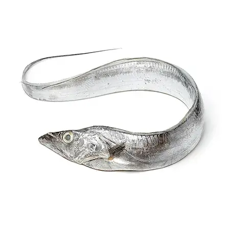 Ribbon Fish Sea Water Fish