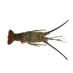 Rock Lobster Crustaceans