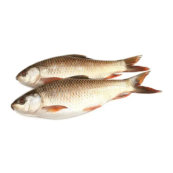Rohu Fresh Water Fish