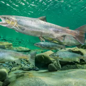 Sea Water Fishes at Friends International