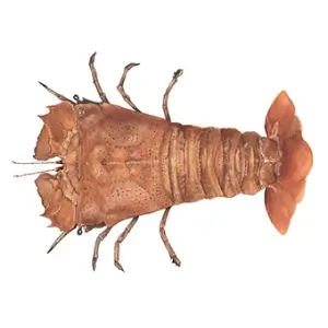 Slipper Lobster Crustaceans