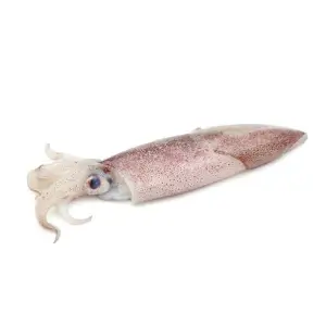 Squid Cephalopods