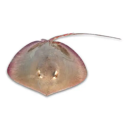 Stingray Sea Water Fish