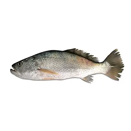 T.T.Croaker Sea Water Fish