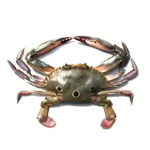 Three Spot Crab Crustaceans