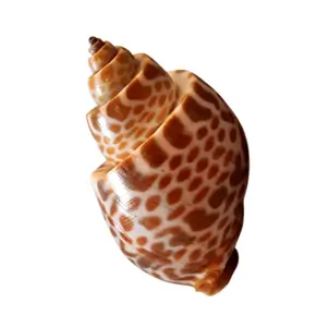 Topshell Shellfish
