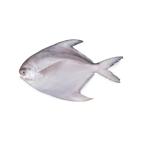 White Silver Pomfret Sea Water Fish