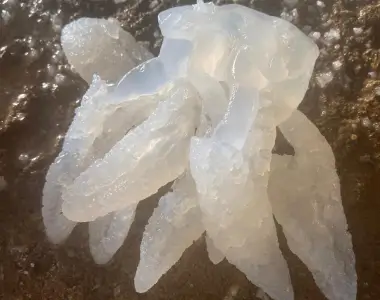 banana jellyfish at Friends International