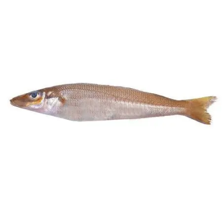 Lady Fish Silver Sallago Sea Water fish